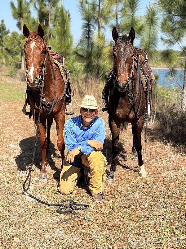 athletic-quarter-horse