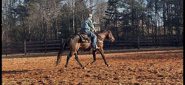 wwwdoublecreekfarmnet-pony