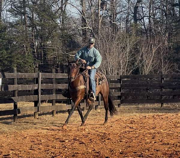 bay-wwwdoublecreekfarmnet-pony