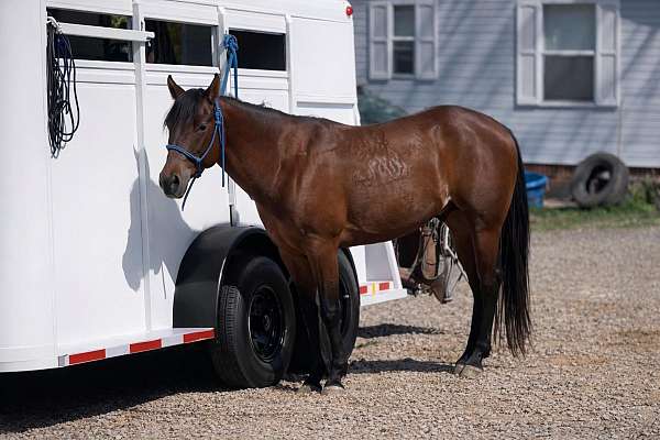 bay-double-registered-pony