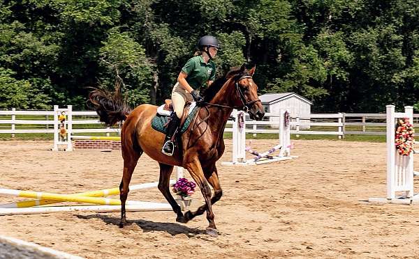 star-horse