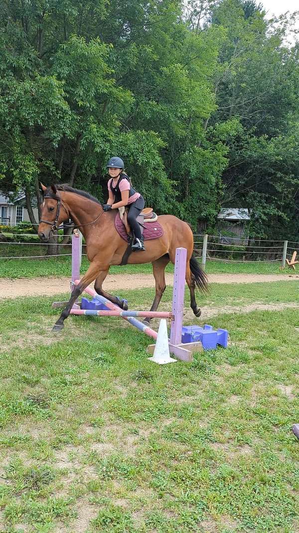 bay-star-horse