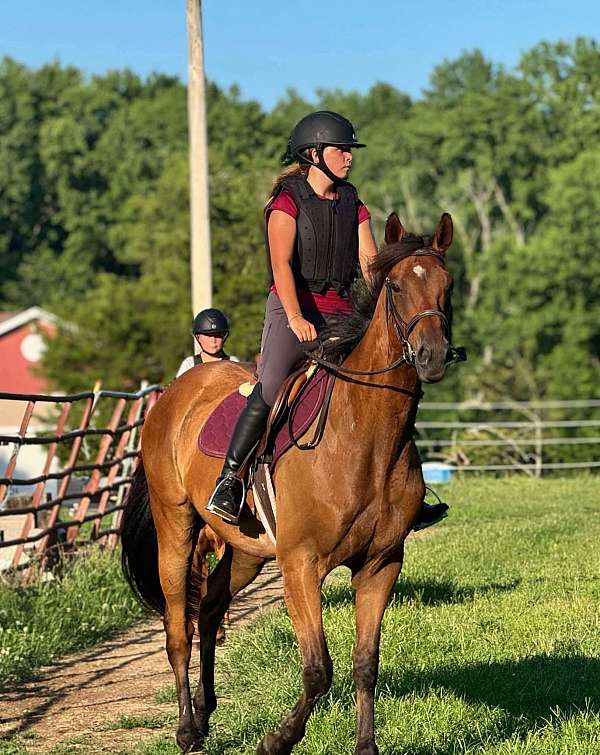 all-around-thoroughbred-horse