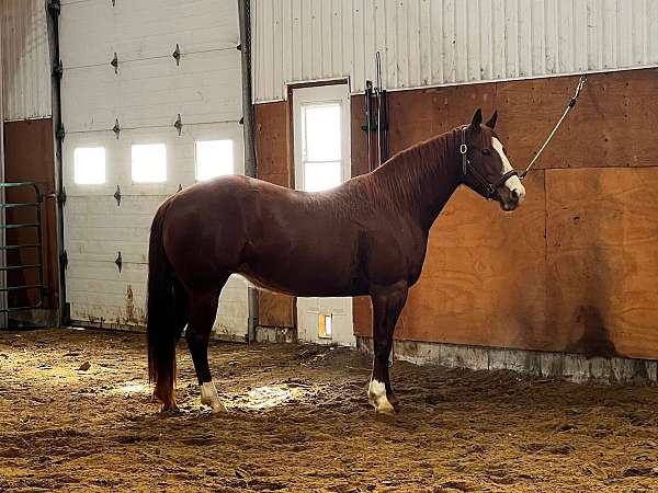 natural-horsemanship-training-quarter-horse