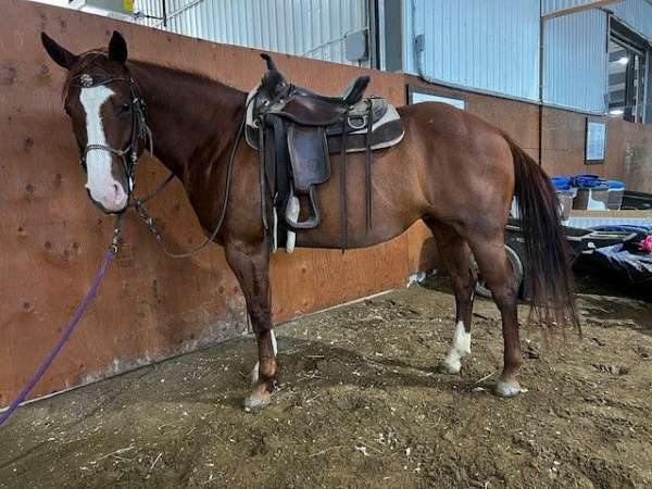 ranch-versatility-quarter-horse