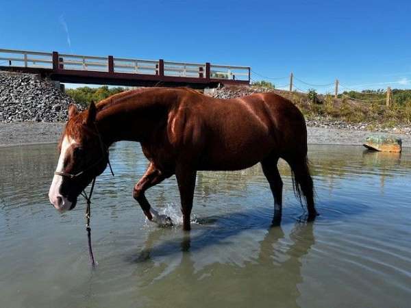 ranch-work-quarter-horse