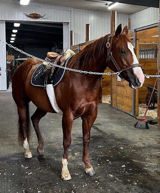 reined-cow-quarter-horse