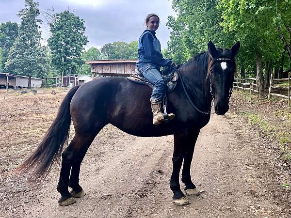 reliable-percheron-horse