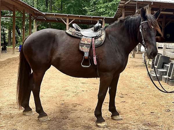 star-horse