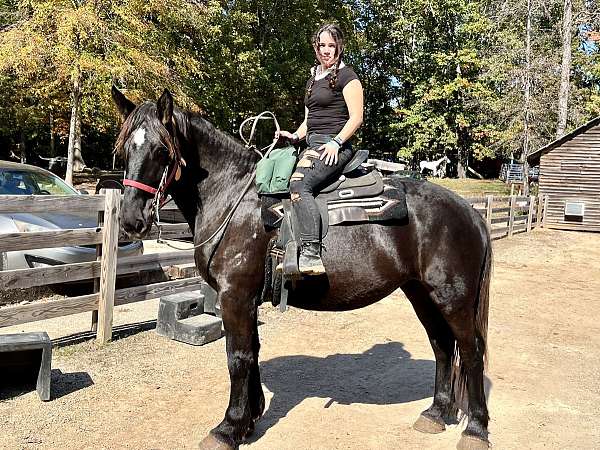 black-star-horse