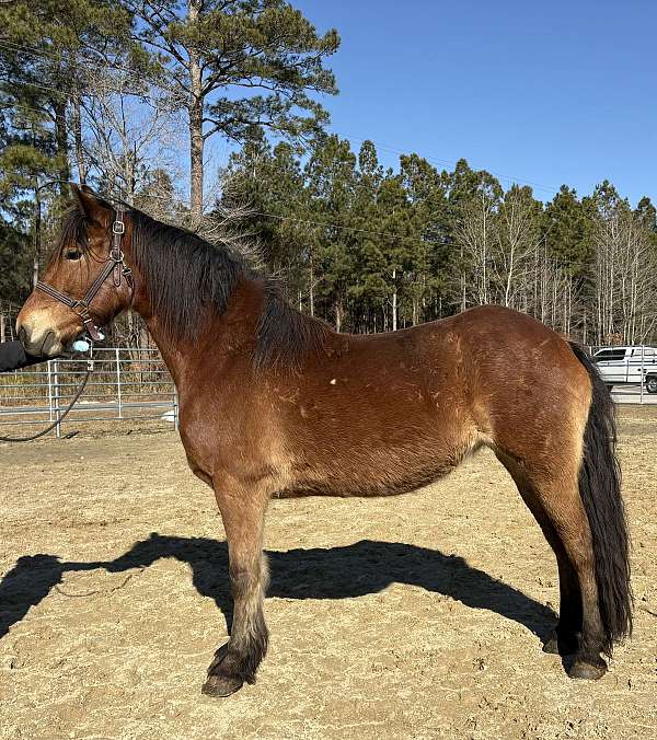 cross-ridden-english-friesian-haflinger-horse