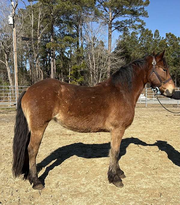 bay-friesian-haflinger-mare