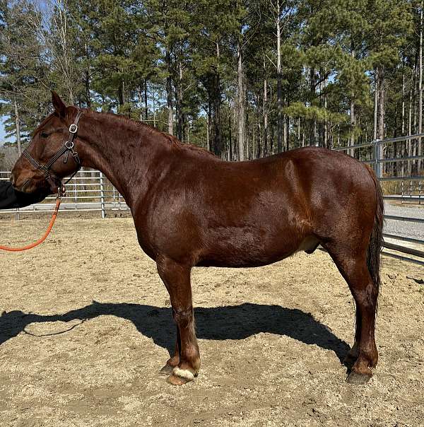 sorrel-draft-gelding