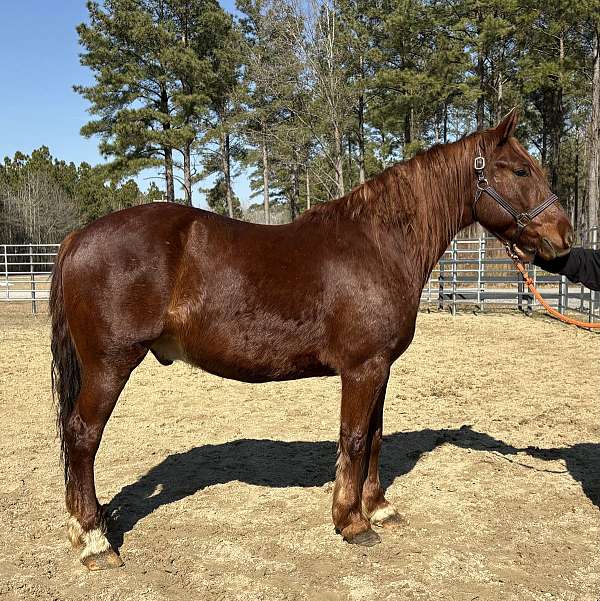 sorrel-gelding-for-sale