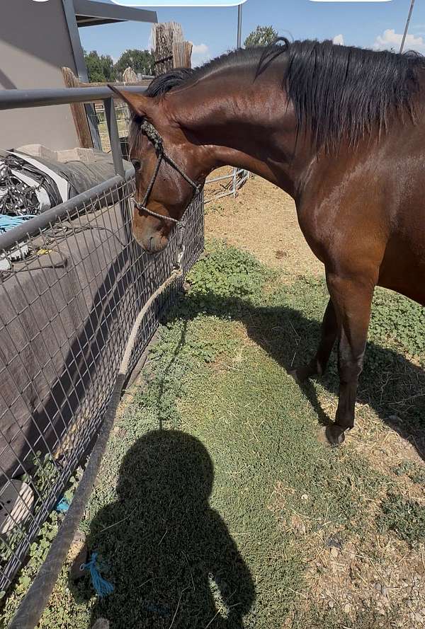 11-hand-andalusian-colt