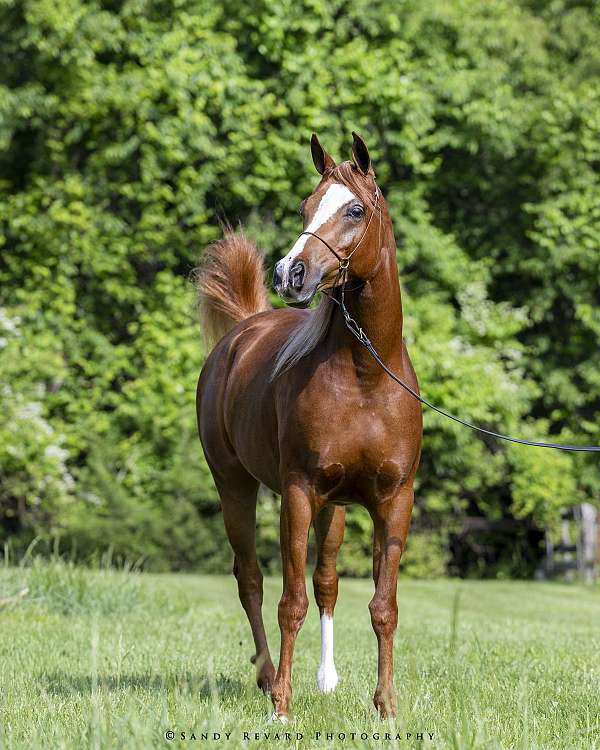 ancient-arabian-horse