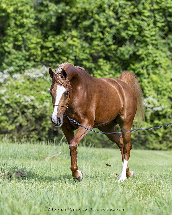 cedar-ridge-farm-arabian-horse