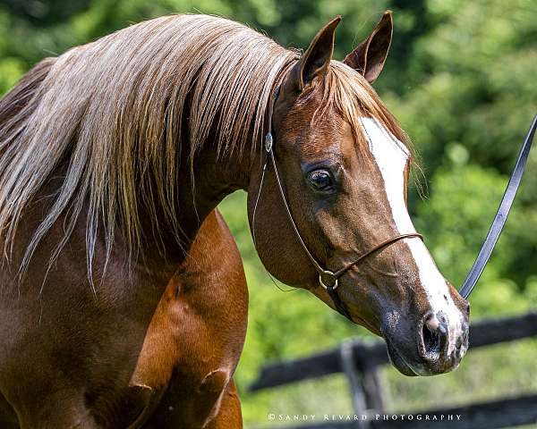 grand-sire-arabian-horse