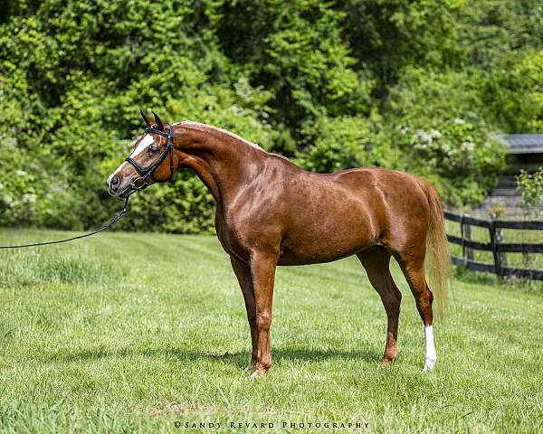 sale-or-lease-arabian-horse
