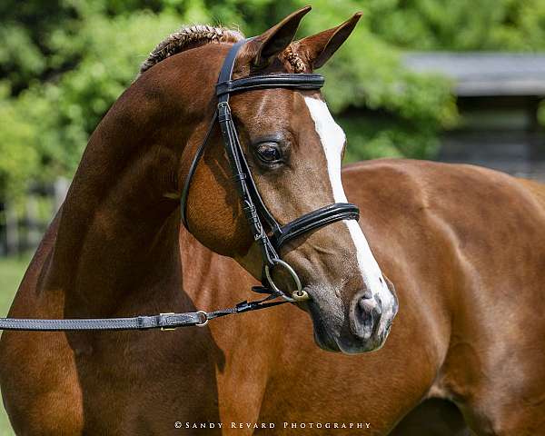 sirdar-arabian-horse