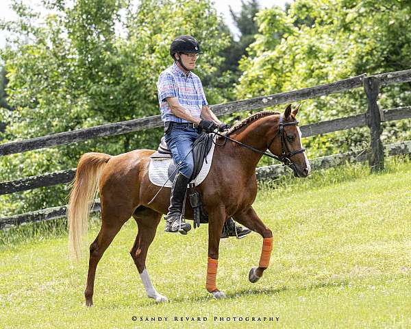 sport-horse-mare-arabian