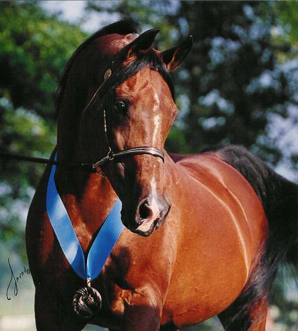 cedar-ridge-farm-horse