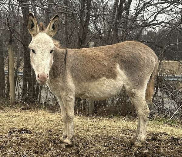 spotted-horse