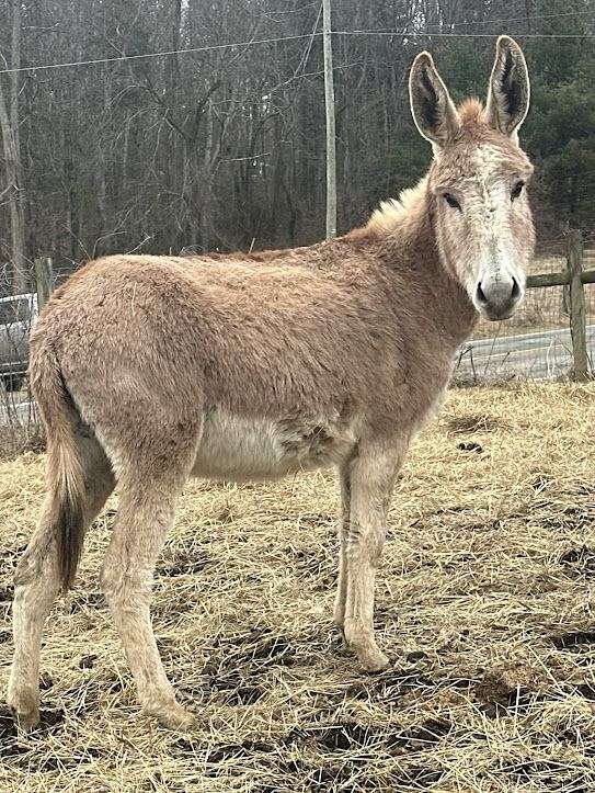 Beautiful Red Roan Standard Jenny Donkey