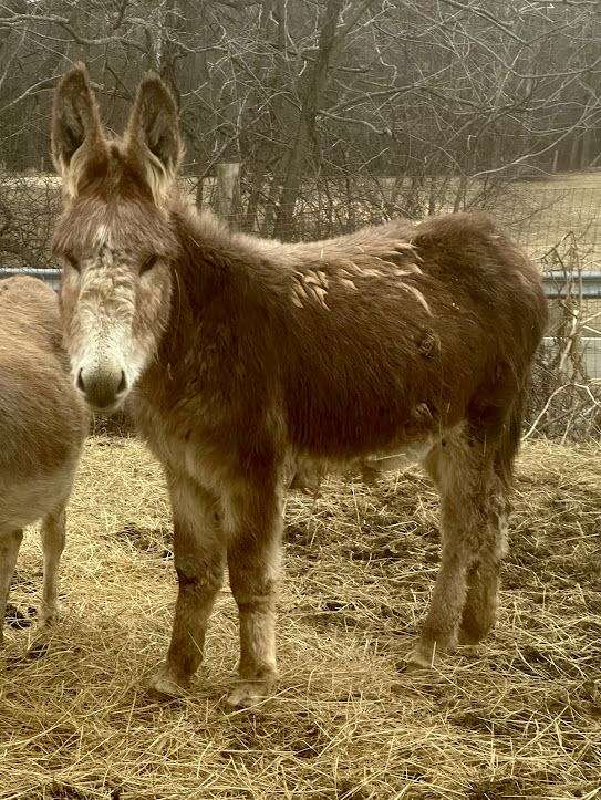 blaze-horse