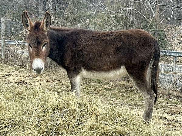 brown-donkey-mare