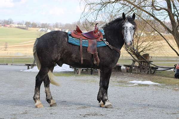 draft-cross-safe-gelding