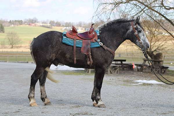 none-horse