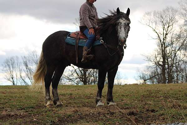 all-around-draft-horse