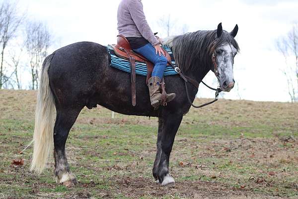 beginner-draft-horse