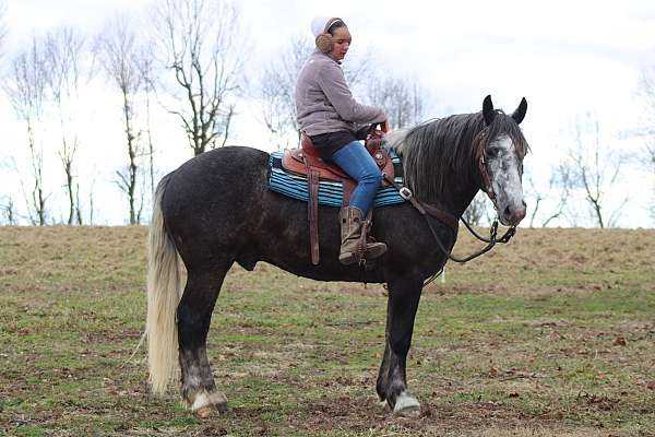 draft-horse