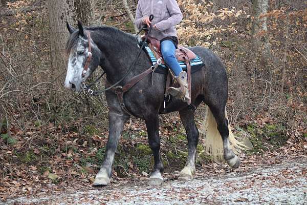 driving-draft-horse