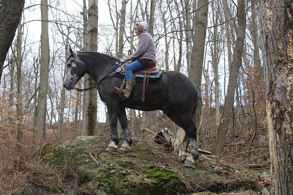 english-pleasure-draft-horse