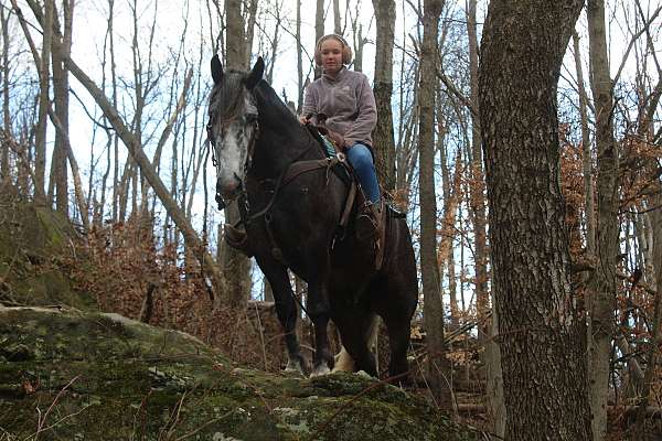 harness-draft-horse