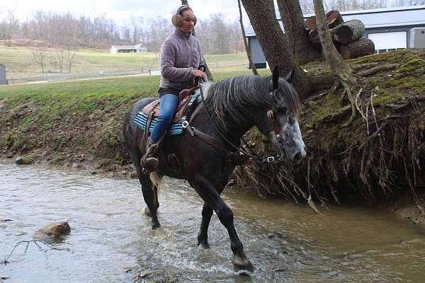 husband-safe-draft-horse