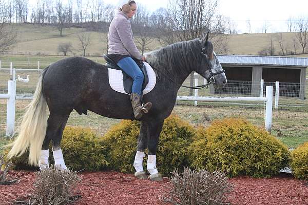 mounted-patrol-draft-horse