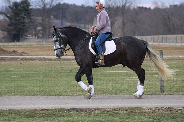 parade-draft-horse