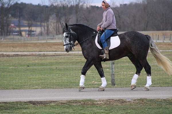 pleasure-driving-draft-horse
