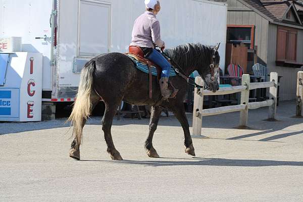 lesson-draft-horse