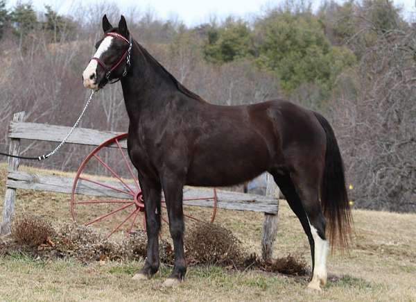 blaze-horse
