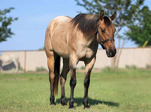 roan-quarter-horse