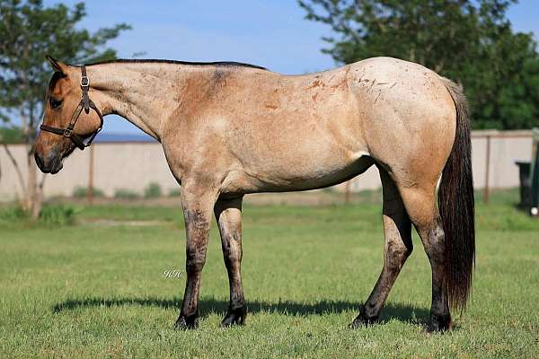 ranch-horse-quarter