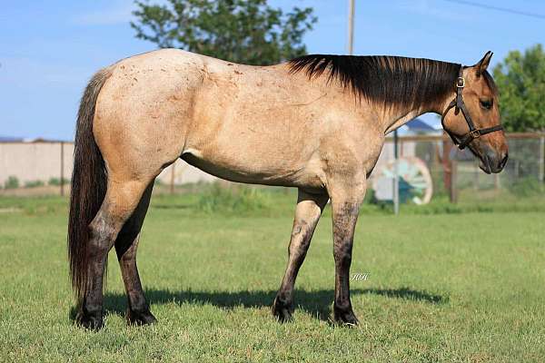 ranch-work-quarter-horse