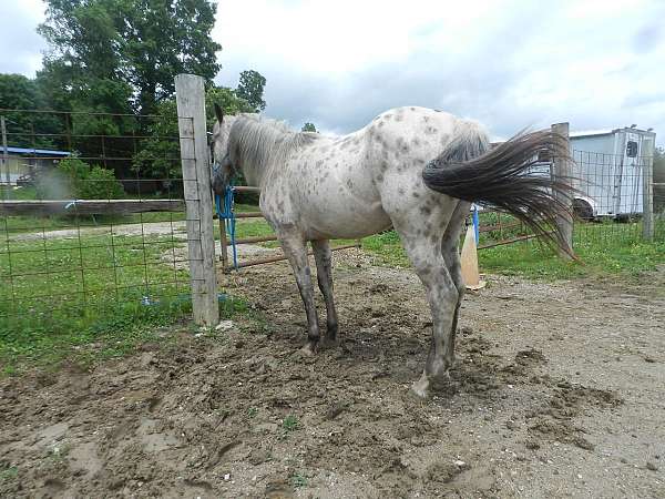 brown-white-with-spots-over-entire-body-horse