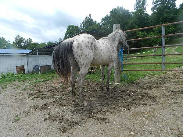 white-with-spots-over-entire-body-horse