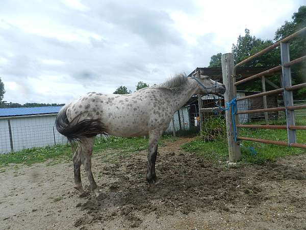 all-around-appaloosa-horse